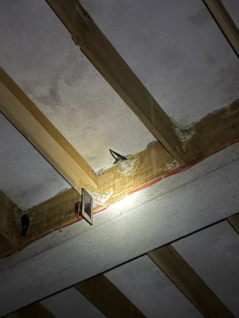 A swiftlet resting on its nest on a wooden beam
