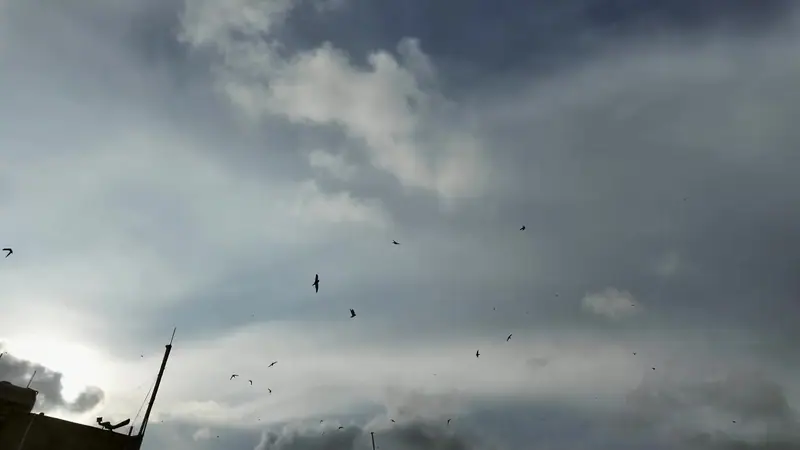 Swiftlets circling above a family swiftlet house at dusk in Vietnam