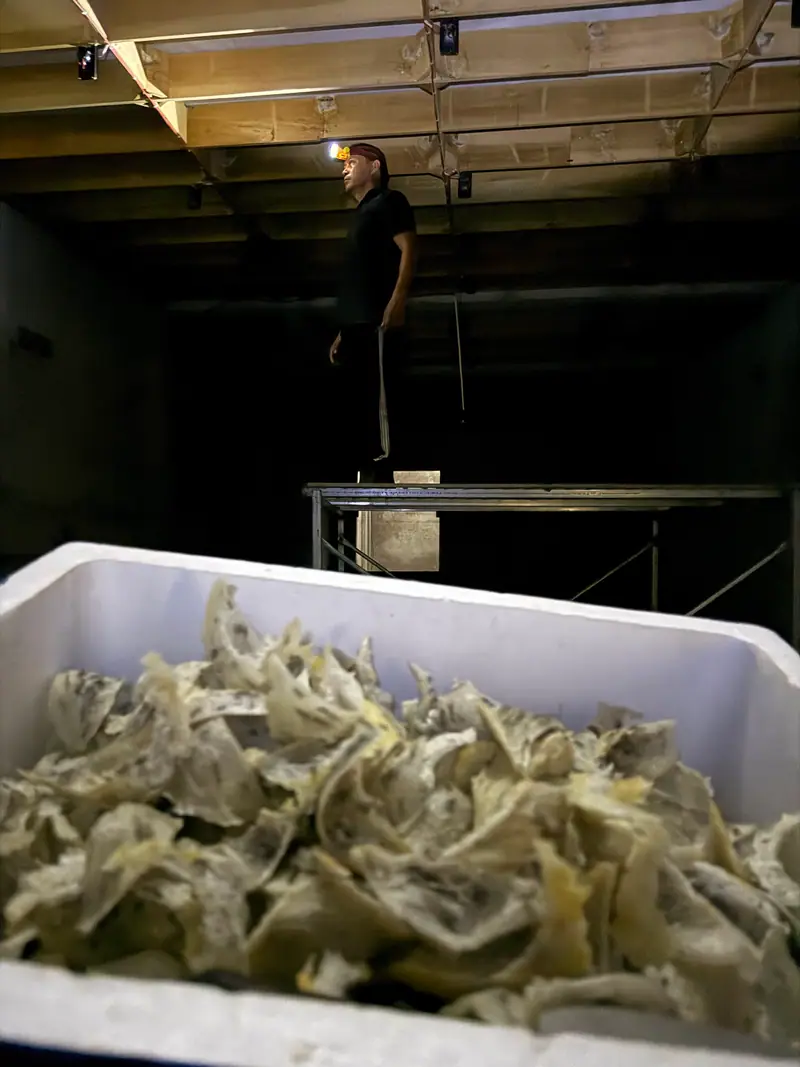 Raw harvested nests in a white box